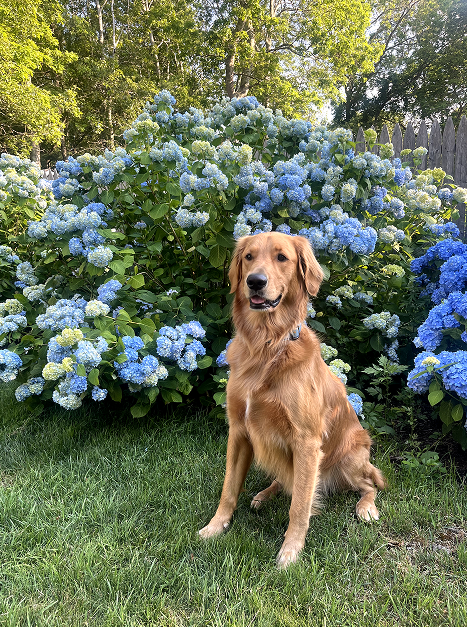 Winston, a golden retriever, sitting in front of blue hydrangeas